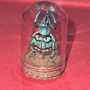 Turquoise Weevil beetle oddity decor 🪲